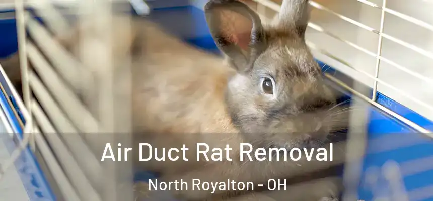  Air Duct Rat Removal North Royalton - OH
